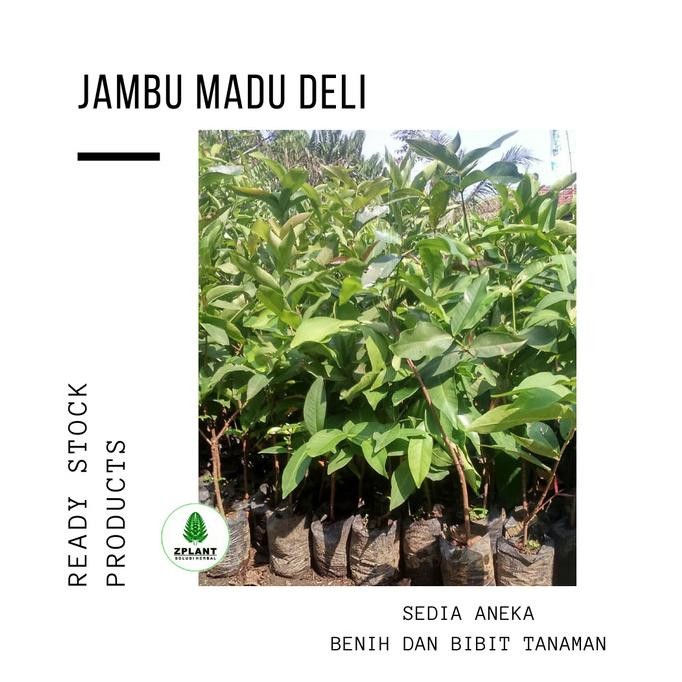 

Terlaris Bibit Pohon Jambu Madu Deli Tanaman Buah Jambu Air Citra Cepat Berbuah