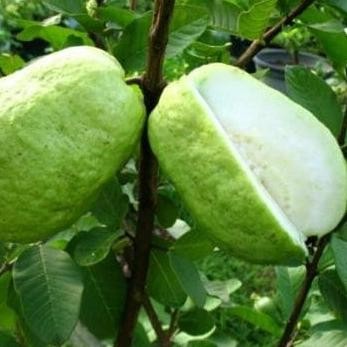 

Terlaris Bibit Buah Jambu Sukun Kristal(Kondisi Berbuah /Berbunga)