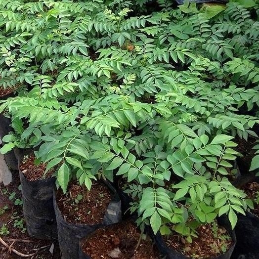 

Terlaris Jtm'' Tanaman Bibit Daun Kari Salam Koja