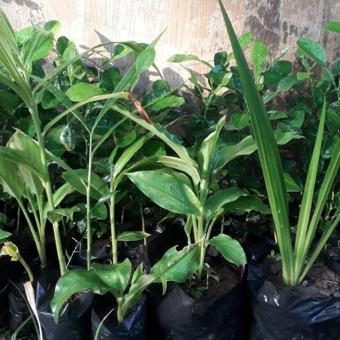 

Terlaris 5 Paket Bibit Rempah Jahe ,Lengkuas,Kencur,Kunir,Dlingu By Argoplantbag
