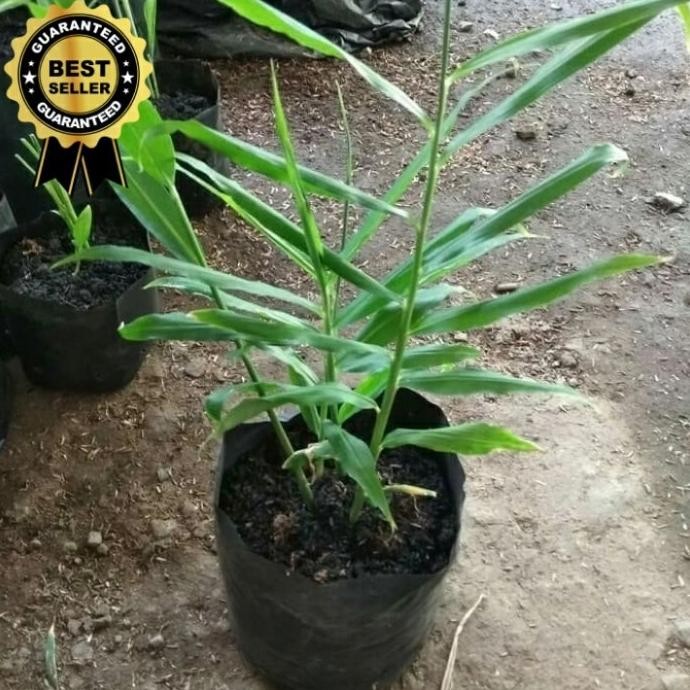 

Terlaris Bibit Tanaman Jahe Merah/Benih Pohon Jahe/Tanaman Herbal Jahe Merah