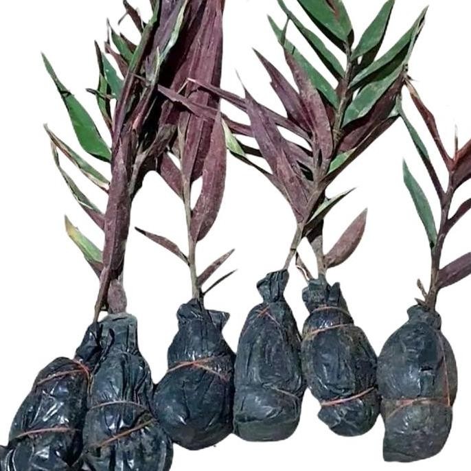 

Terlaris Bibit Jahe Hitam Jahe Wulung Siap Tanam