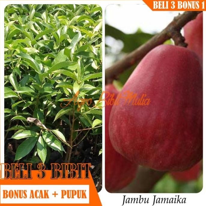 

Terlaris Bibit Tanaman Buah Jambu Air Jamaika Unggul