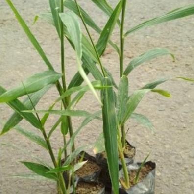 

Terlaris Bibit Jahe Merah Unggul