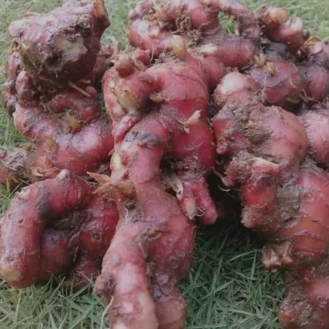 

Terlaris Bibit Jahe Merah Banyak Manfaat 1 Paket Isi 10 Ad