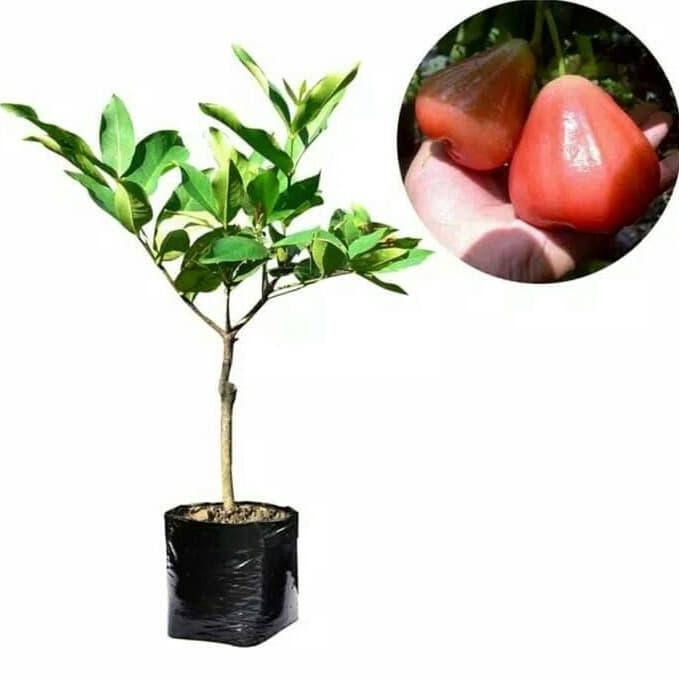 

Terlaris Bibit Tanaman Buah Jambu Bajang Leang