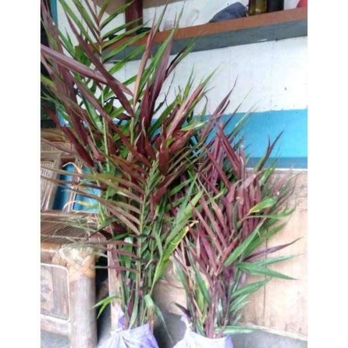 

Terlaris Bibit Jahe Hitam/Wulung Asli Herbal) Hjboin 9337Ph