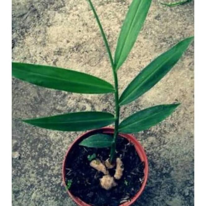 

Terlaris Cc Bibit Jahe Merah Super Unggul 1Kg Muat 4 Bibit