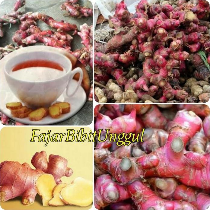 

Terlaris Benih Bibit Jahe Merah Unggul 1 Kilo 1Kg