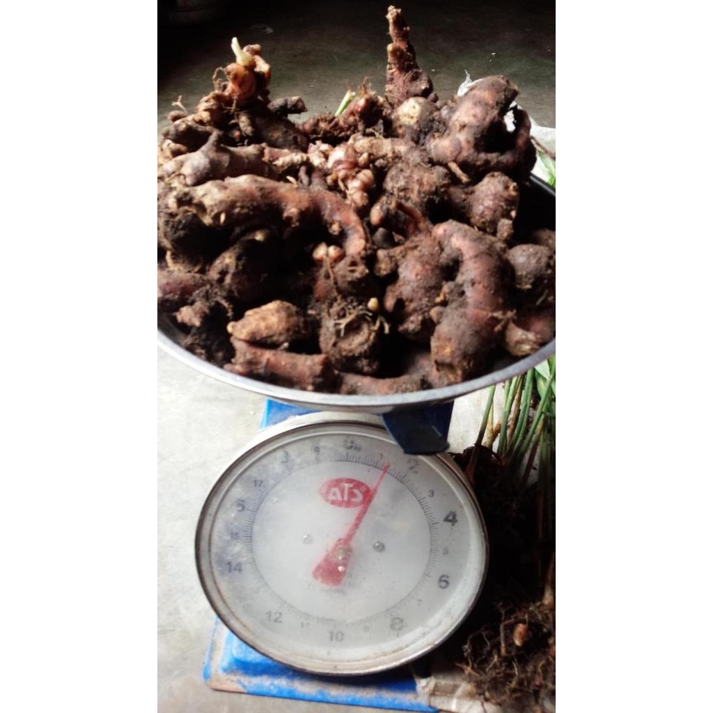 

Terlaris Bibit/Rimpang Jahe Merah 25Rb/Kg