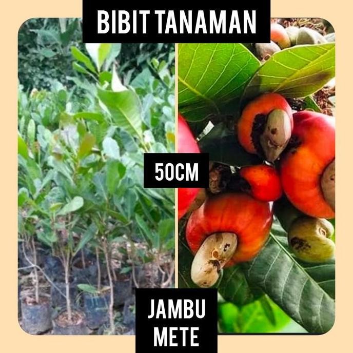 

Terlaris Bibit Jambu Mete 50 Cm / Jambu Monyet ./ Jambu Mede 50 Cm