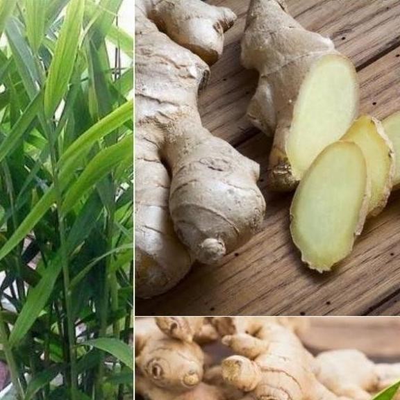 

Terlaris Bibit Tanaman Pohon Jahe - Tanaman Herbal Dan Rempah Jahe