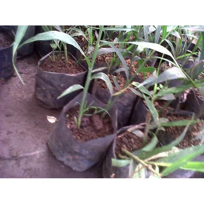 

Terlaris Bibit Tanaman Jahe Merah/Jahe Merah/Bukan Jahe Di Minum
