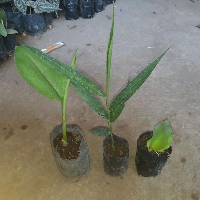 

Terlaris Paket Bibit Bumbu Dapur Jahe, Kunyit, Kencur - Bambu
