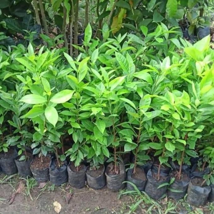 

Terlaris Terjamin Bibit Daun Salam Bumbu Masak Asli | Tanaman Daun Salam Penyedap Sayur