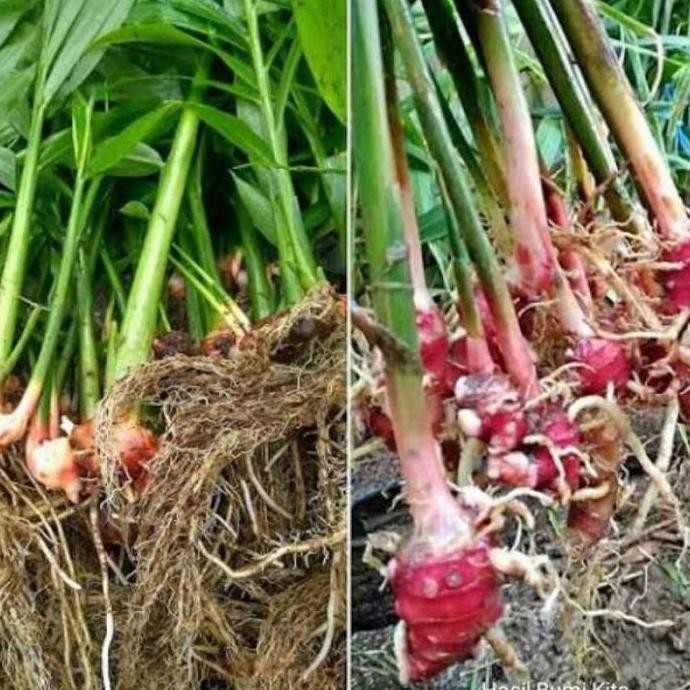 

Terlaris Bibit Jahe Merah/ Tanaman Jahe Emprit