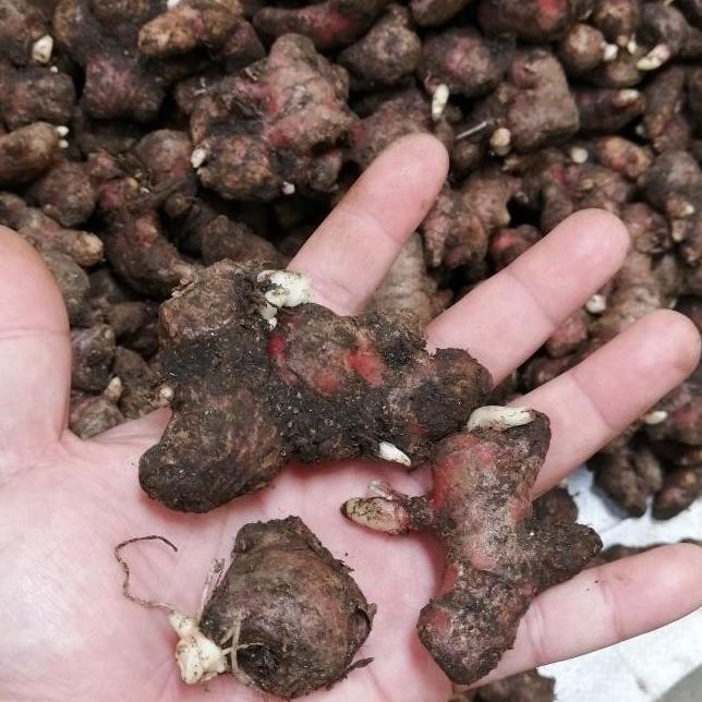 

Terlaris Ready Bibit Jahe Merah Super 1 Kg, Tinggal Semai G00D Qu4Lity