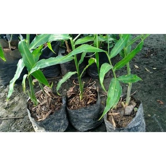 

Terlaris Terlaris Bibit Jahe Gajah/Jahe Putih (Buat Minuman) Beli 5 Gratis 1