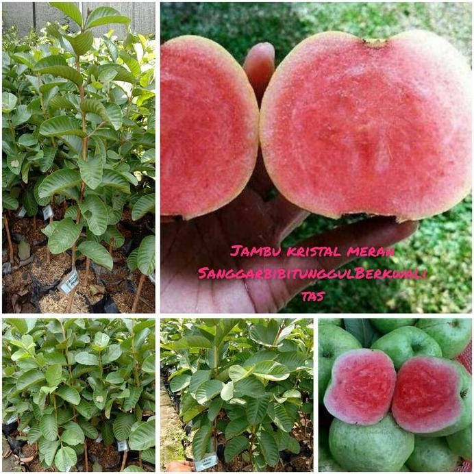 

Terlaris Bibit Tanaman Buah Jambu Kristal Merah Tinggi 60 Cm Bibit Hsl Okulasi.