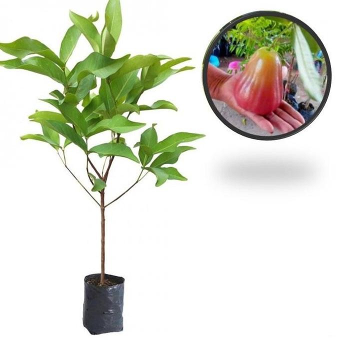 

Terlaris Bibit Tanaman Buah Jambu Bajang Leang
