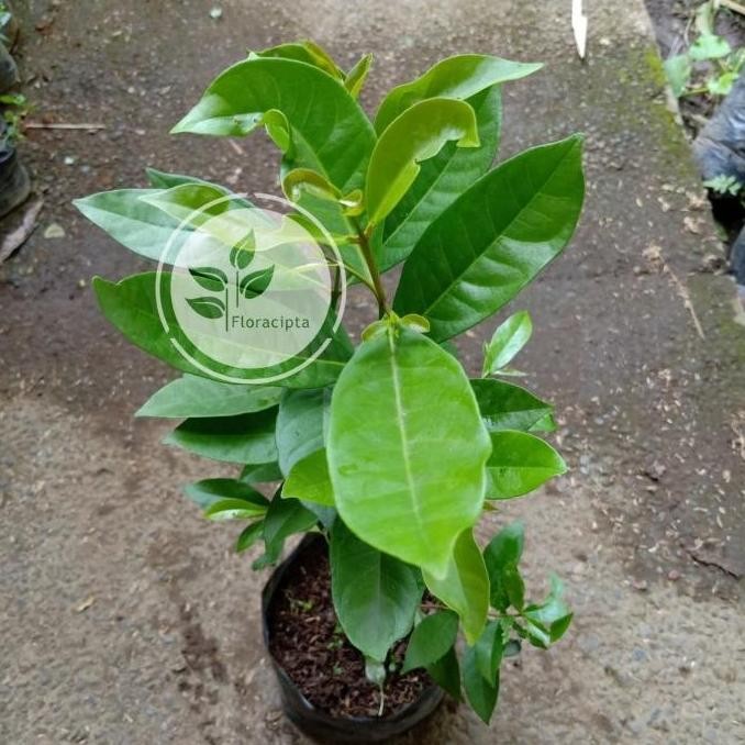 

Terlaris Promo Bibit Tanaman Salam Sayur/Pohon Daun Salam Sayur