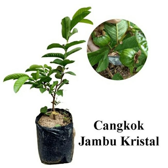 

Terlaris Bibit Pohon Jambu Kristal Putih Non Biji Sudah Berbuah