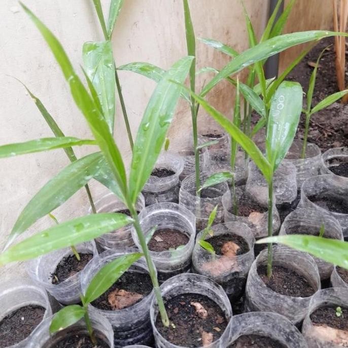 

Terlaris Paket Bibit Jahe Emprit Siap Tanam