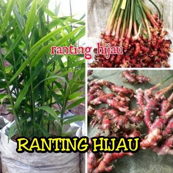 

Terlaris Bibit Tanaman Jahe Merah Super Baik Untuk Kesehatan Avhmve 6835Pa
