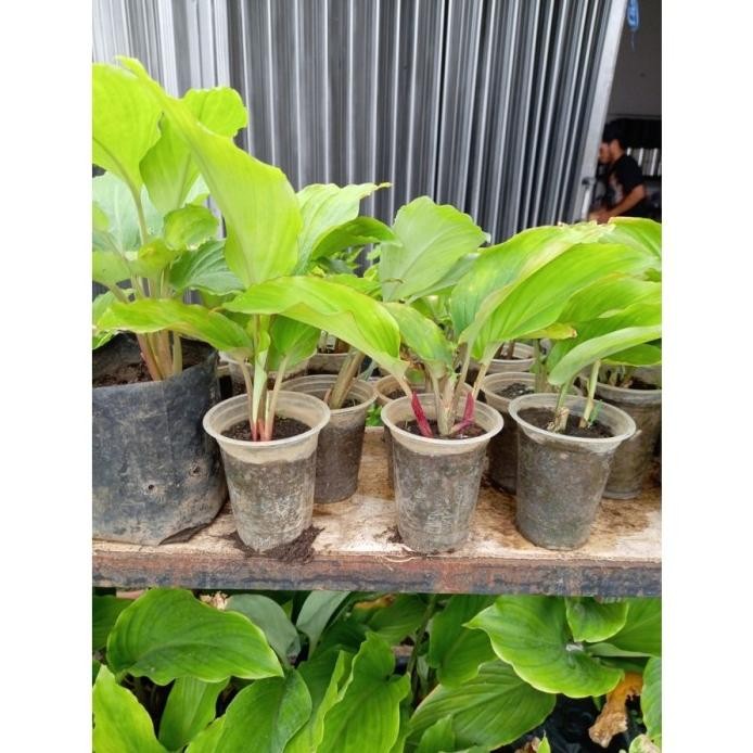 

Terlaris Bibit Jahe Hitam 2Tunas Qmnyjb 9380Kp