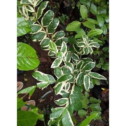 

Terlaris Bibit Jambu Biji Variegata