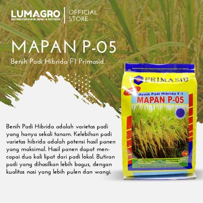 

Terlaris ''New'' Benih Padi Hibrida Mapan P 05 1Kg Bibit Pari Unggul Primasid