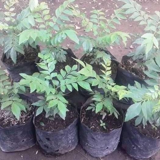 

Terlaris Bibit Salam Koja/Daun Kare Tanaman