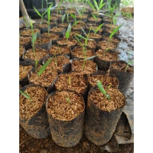 Terlaris Bibit Rimpang Jahe Merah