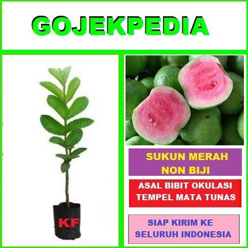 

Terlaris Bibit Jambu Sukun Merah Non Biji Pohon Jambu Sukun Tanpa Biji