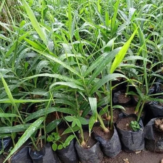 

Terlaris Bibit Jahe Merah Siap Tanam