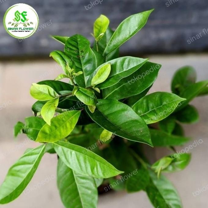 

Terlaris Bibit Pohon Salam/Tanaman Daun Salam Top