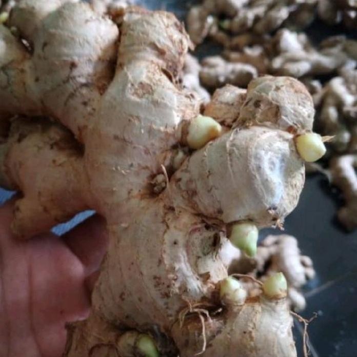 

Terlaris Bibit Jahe Super Khusus Bibit Pilihan 1 Kg Fresh