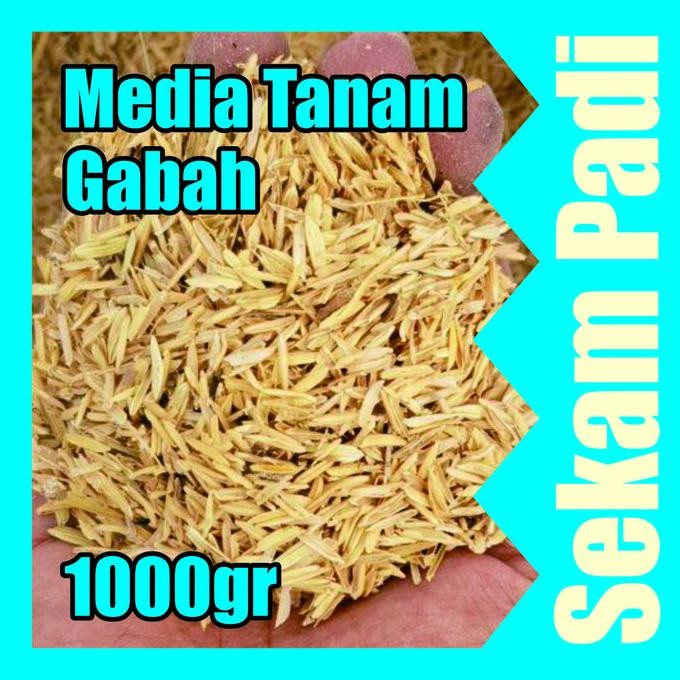 

Terlaris Sekam Padi 1 Kg Kulit Padi Gabah Media Tanam Organik Alas Tidur Hewan