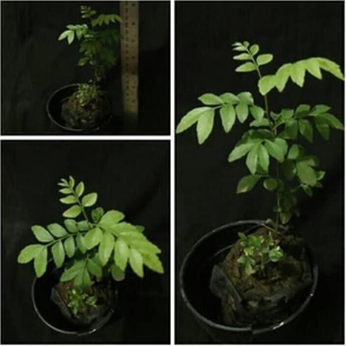 

Terlaris Bibit Daun Kare Salam Koja Segar Tanaman Bumbu Dapur Tasyke 4894Ty