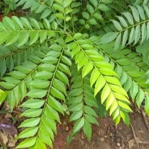 

Terlaris Paket Hemat 5 Bibit Tanaman Daun Kari/Salam Koja Bumbu Dapur Berkualitas