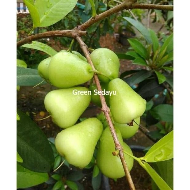 

Terlaris Bibit Pohon Buah Jambu Air Madu Deli Hijau