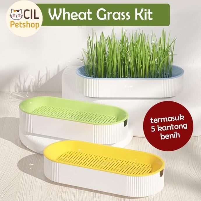 

Terlaris Benih Gandum Wheat Grass Kit Rumput Gandum Kucing