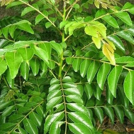 

Terlaris Bibit Tanaman Salam Koja Bumbu Dapur/Daun Kari