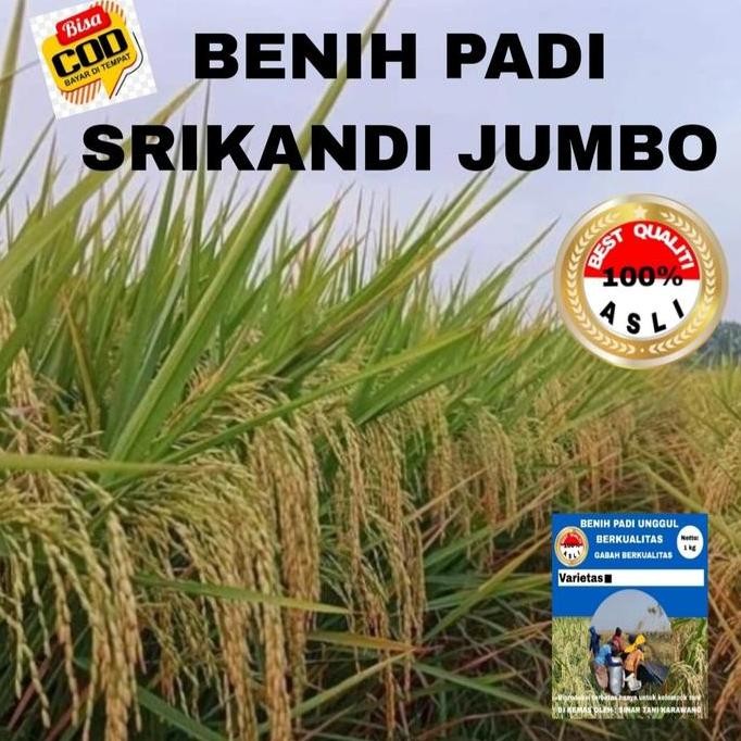 

Terlaris Benih Padi Srikandi Jumbo Unggul Berkualitas 1Kg