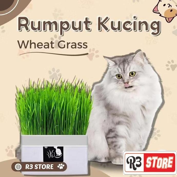 

Terlaris Rumput Kucing Paket Tumbuh Benih Gandum Premium Cat Wheat Grass