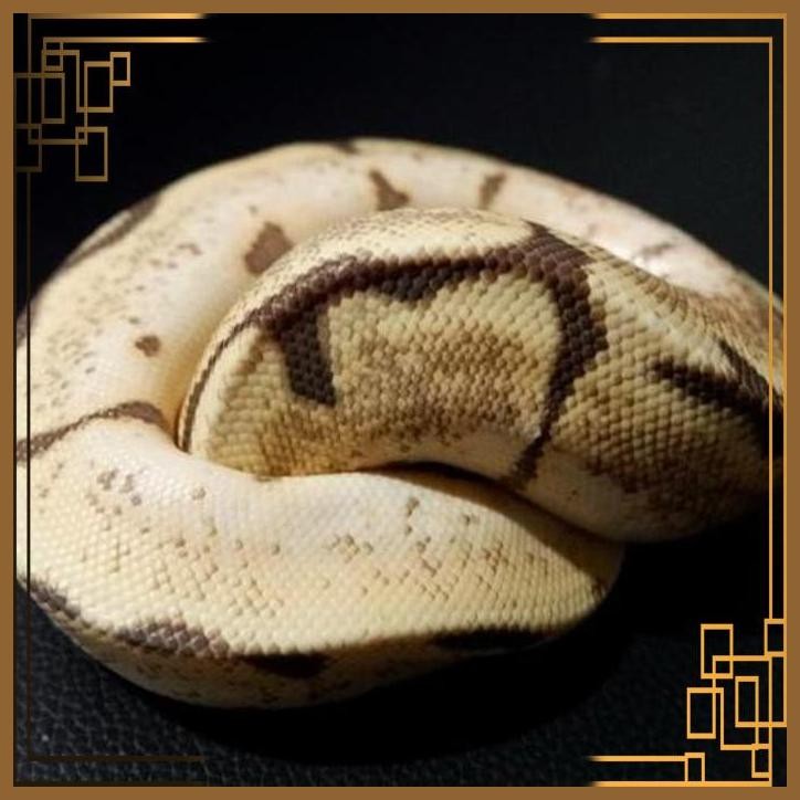 [CNC] ULAR BALL PYTHON MALE VANILLA SPIDER POSS ORANGE DREAM MDS002