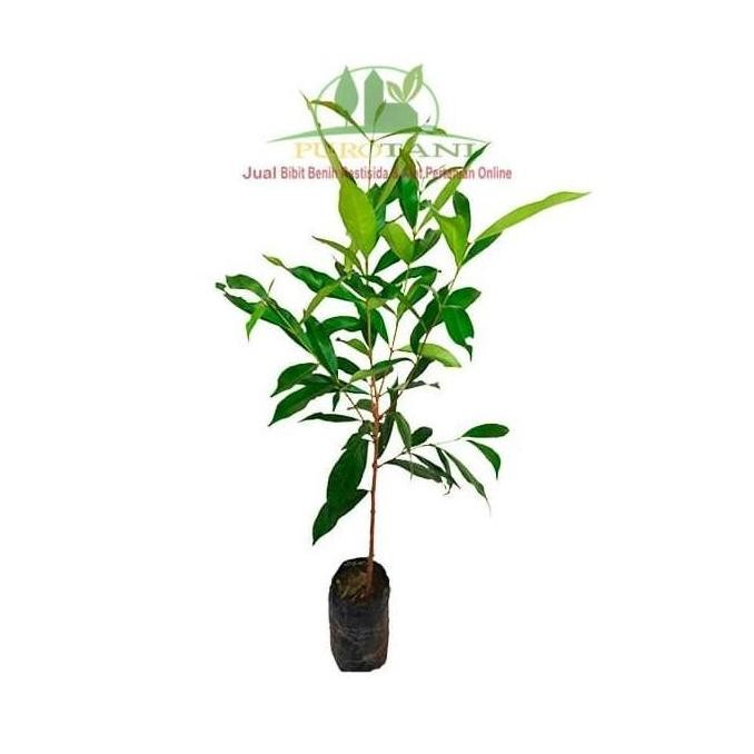 

Terlaris Dijamin Aman Terpercaya Pohon Bibit Salam Tanaman Bumbu Daun Salam