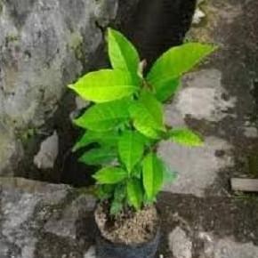 

Terlaris Murah Bibit Daun Salam Kaya Manfaat - Siap Tanam Harga Murah