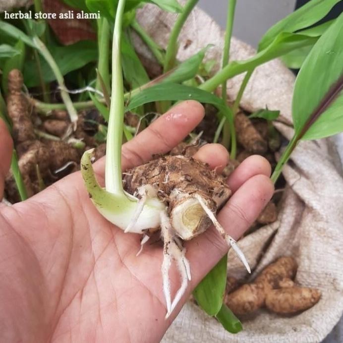 

Terlaris Paket 10 Bibit Tunas Tanaman Kunyit Putih/Temu Putih