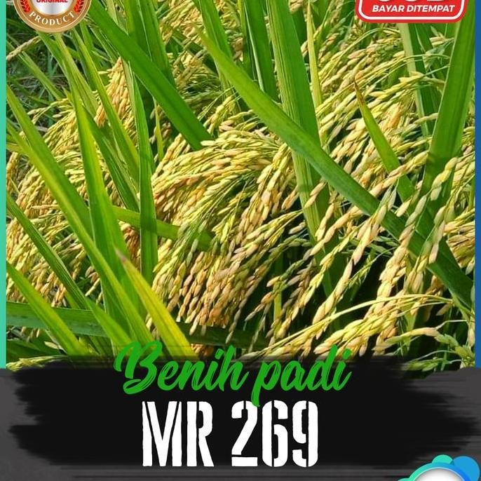 

Terlaris Bibit Padi Mr 269 5Kg